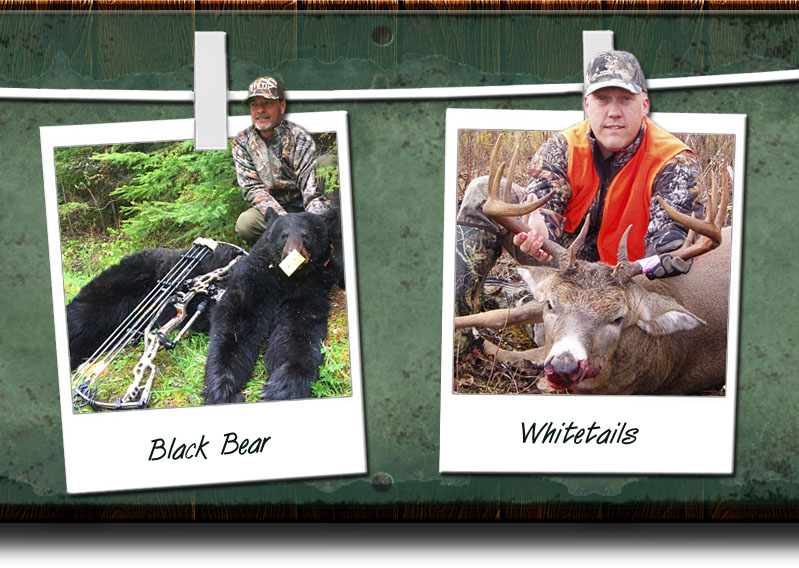 Whitetail Deer Whitetail Deer